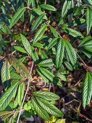 Cotoneaster salicifolius