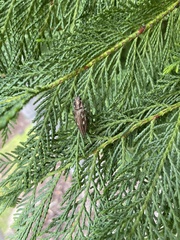 Chalcophora georgiana