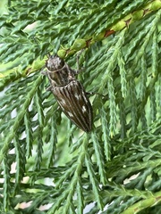 Chalcophora georgiana