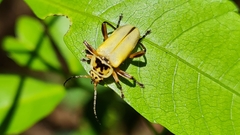 Chauliognathus plicatus