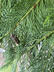 Chalcophora georgiana