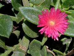 Mesembryanthemum cordifolium