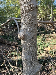 Celtis occidentalis