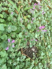 Lamium amplexicaule