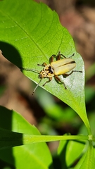 Chauliognathus plicatus