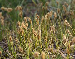 Carex douglasii
