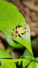 Chauliognathus plicatus