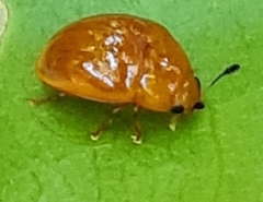 Tritomini