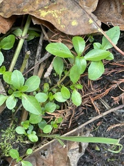 Riccia huebeneriana