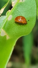 Tritomini