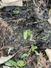 Riccia huebeneriana
