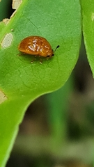 Tritomini