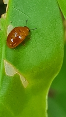 Tritomini