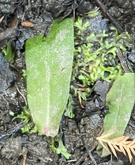 Riccia huebeneriana