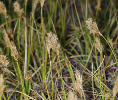 Carex douglasii