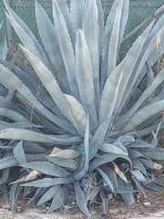 Agave americana
