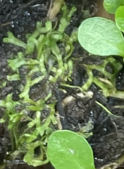 Riccia huebeneriana
