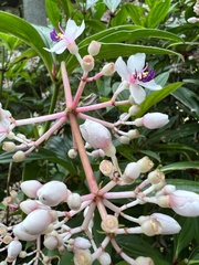 Medinilla formosana