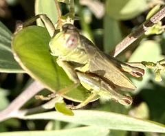 Melanoplus yarrowii