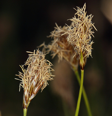 Carex douglasii
