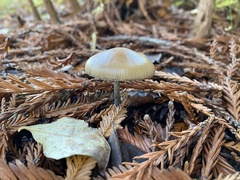 Psilocybe allenii