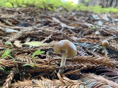 Psilocybe allenii