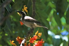 Philemon buceroides
