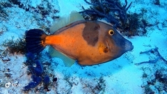 Cantherhines macrocerus