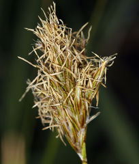 Carex douglasii
