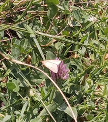 Udea lutealis
