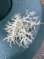 Evernia
