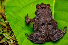 Mitred Toad photo 5