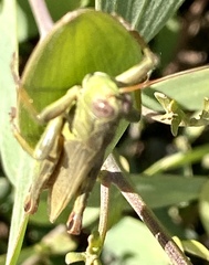 Melanoplus yarrowii