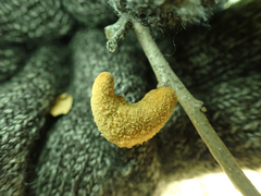 Heteroecus melanoderma