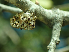 Callirhytis serricornis