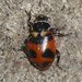 Oregon Lady Beetle - Photo (c) Libby &amp; Rick Avis, some rights reserved (CC BY-NC), uploaded by Libby &amp; Rick Avis