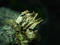 Peltigera collina