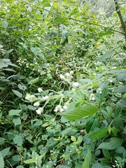 Lamiaceae