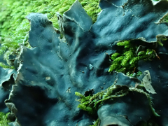 Peltigera collina