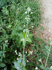 Lamiaceae