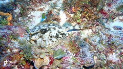 Urobatis jamaicensis