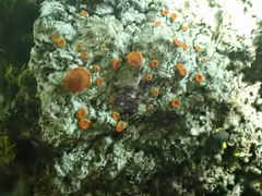 Athallia pyracea