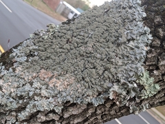 Punctelia caseana