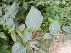 Lamiaceae