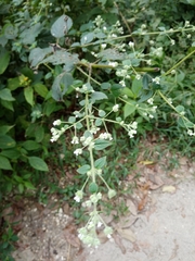 Lamiaceae