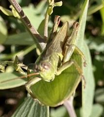 Melanoplus yarrowii