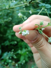 Lamiaceae