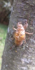 Cicadidae