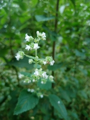 Lamiaceae