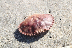 Metacarcinus anthonyi